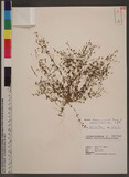 Stellaria uliginosa Murray var. undulata (Thunb.) Fenzl ѽ