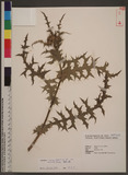 Cirsium japonicum DC. var. australe Kitamura np