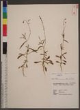 Wahlenbergia marginata (Thunb.) A. DC. Ӹ