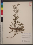 Lepidium virginicum L. 獨行菜