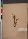 Rotala indica (Willd.) Koehne ``