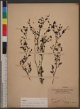 Lindernia anagallis (Burm. f.) Pennell wg