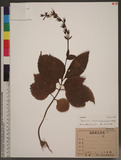 Titanotrichum oldhamii (Hemsl.) Solereder X