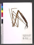 Eleocharis dulcis (Burm. f.) Trin. ex Henschel 