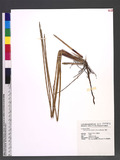 Eleocharis dulcis (Burm. f.) Trin. ex Henschel 