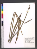 Schoenoplectus mucronatus (L.) Palla subsp. robustus (Miq.) T. Koyama 