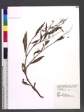 Polygonum lapathifolium L. ]d