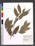Prunus phaeosticta...