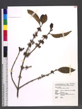 Tricalysia dubia (...