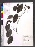 Glochidion rubrum Blume ӸCYG