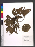 Acalypha caturus Blume KA