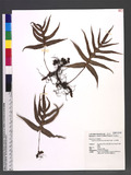 Crypsinus quasidivaricatus (Hayata) Copel. ɤsp