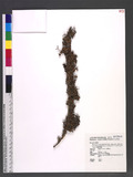 Buxus microphylla ...