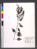 Deeringia amaranthoides (Lam.) Merr. ߪGA