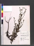 Cynoglossum alpestre Ohwi s˴