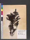 Juniperus formosan...