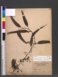 Eucalyptus maculata Hook. var. citriodora (Hook.) F. Muell. fc
