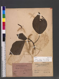 Acalypha suirenbiensis Yamamoto ὬKA