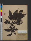 Lyonia ovalifolia (Wall.) Drude n