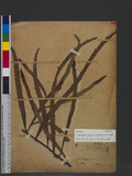 Muehlenbeckia platyclada (F. V. Muell.) Meisn. ˸`d