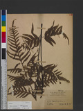 Pteris semipinnata L. bе