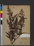 Pteris semipinnata L. bе