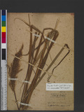 Miscanthus floridulus (Labill.) Warb. ex Schum. & Laut. `~