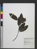 Lasianthus sp.
