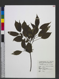 Helwingia japonica (Thunb. ex Murray) F. Dietr. C