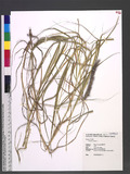 Cenchrus ciliaris L.