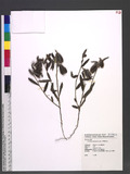 Crotalaria calycina Schrank. ʦX
