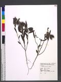 Crotalaria calycina Schrank. ʦX
