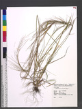 Leptochloa panicea (Retz.) Ohwi ʤl