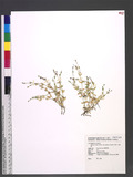 Stellaria alsine Grimm. var. undulata (Thunb.) Ohwi ѽ