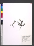 Heliotropium formosanum I. M. Johnst. s
