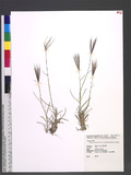 Chloris divaricata R. Br. var. cynodontoides (Bal.) Lazarides