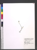 Glossocardia bidens (Retz.) Veldkamp 