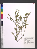 Alysicarpus vaginalis (L.) DC. var. taiwanensis S. S. Ying 黃花煉莢豆