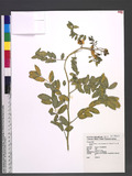 Cassia sophora L. var. penghuana Y. C. Liu et F. Y. Lu M
