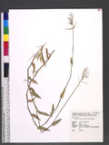 Brachiaria reptans (L.) C. A. Gardner & C. E. Hubb. վ