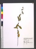 Waltheria americana L. 