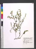 Alysicarpus vaginalis (L.) DC. var. taiwanensis S. S. Ying 黃花煉莢豆