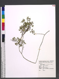 Rhynchosia minima (L.) DC. forma nuda (DC.) H. Ohashi & Y. Tateishi pA