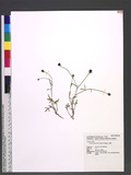 Glossocardia bidens (Retz.) Veldkamp 