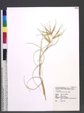 Spinifex littoreus (Burm. f.) Merr. ب
