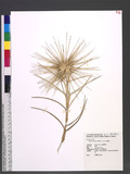 Spinifex littoreus (Burm. f.) Merr. ب