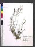 Eragrostis pilosa (L.) P. Beauv. eܯ