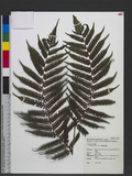 Cyathea fenicis Copel. 