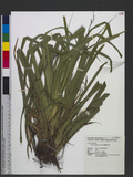 Carex gracilispica...