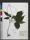 Desmodium laxum DC. subsp. leptopus (A. Gray. ex Benth.) H. Ohashi ӱs½